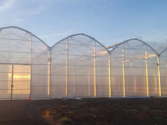 連體陽(yáng)光板溫室