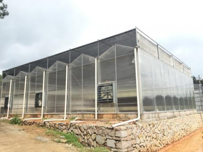 連體陽光板溫室